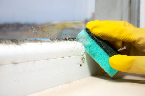 Best Health and Safety Mold Remediation in Bellevue, MI